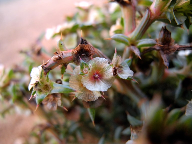 Simple Beauty, Armed