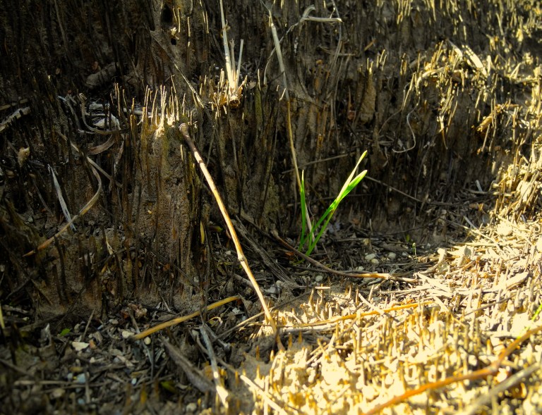 Grass In Tree Stump