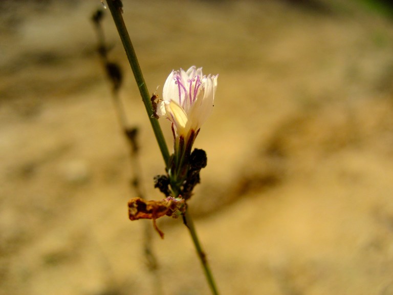 Ant And Weed Flower