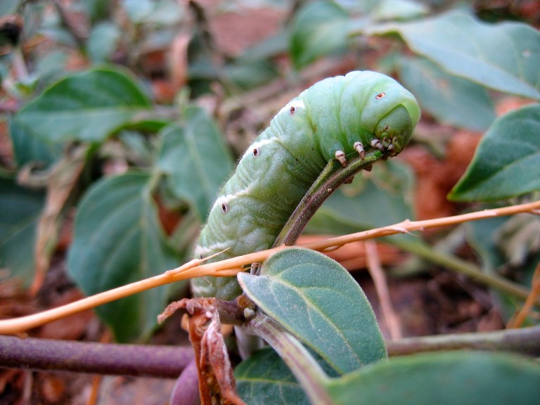 Caterpillar On Jimson Weed