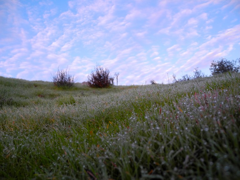 Mysteries In The Meadow