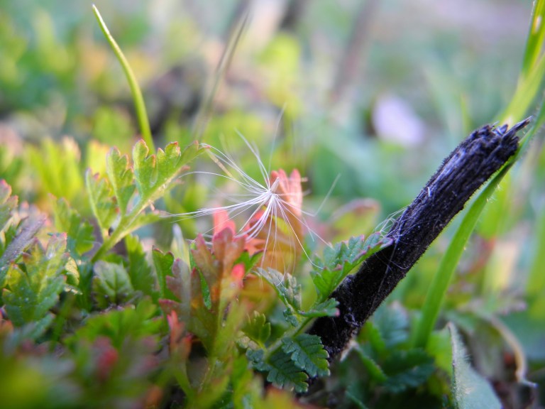 A Seed To Change Things