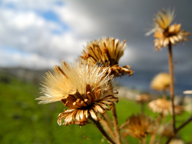 Cheerleaders for Winter