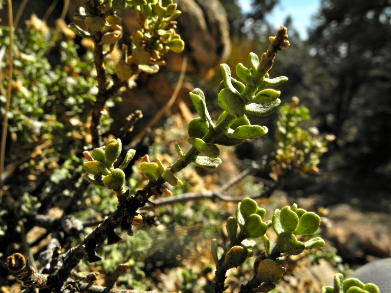 Elevation 6400 Mountain Green