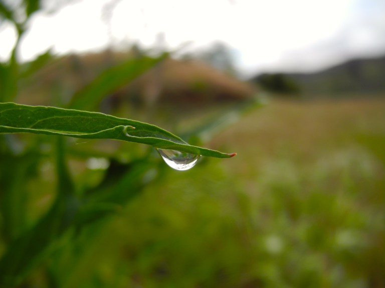 To Drop Or Not To Drop?