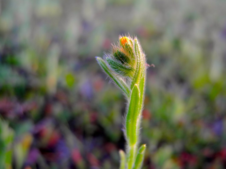 Pregnant Fiddleneck