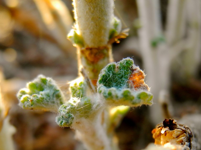 New Leaf After The Cut