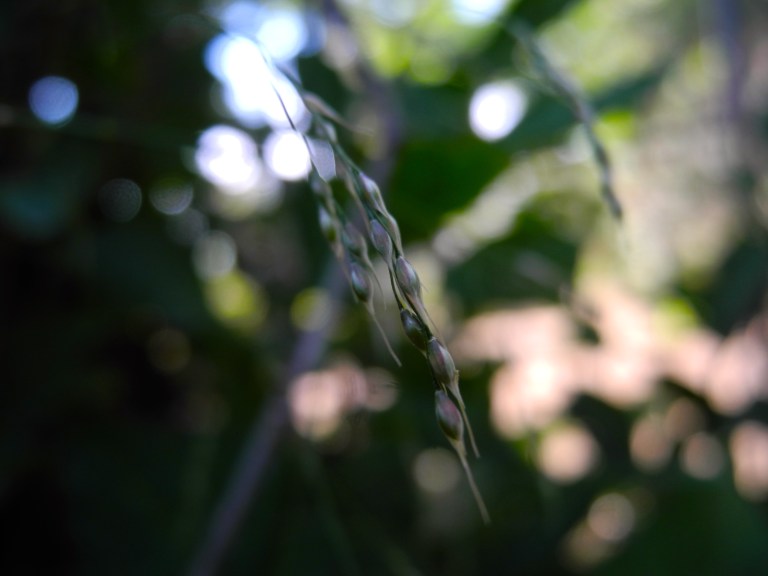 Seeds Hanging