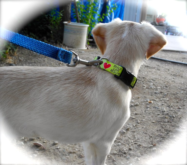 Nilla My Funny Valentine