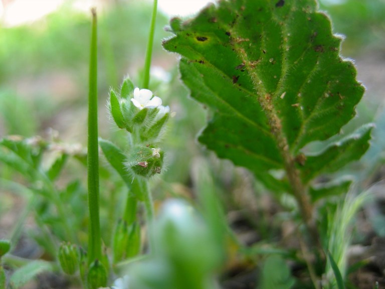 Filaree, Fiddleneck and Mallow