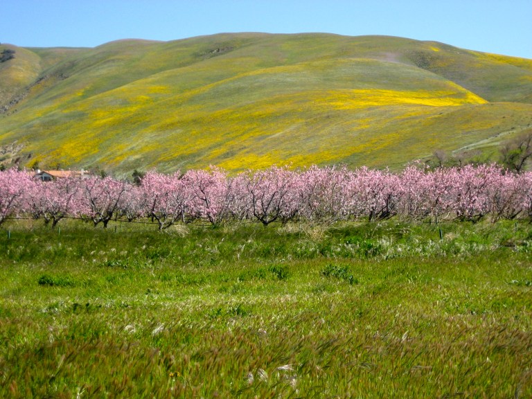 Mustard and Spring Trees