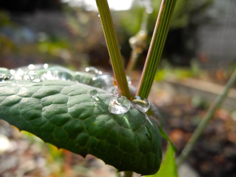 Hello Little Love Bug!