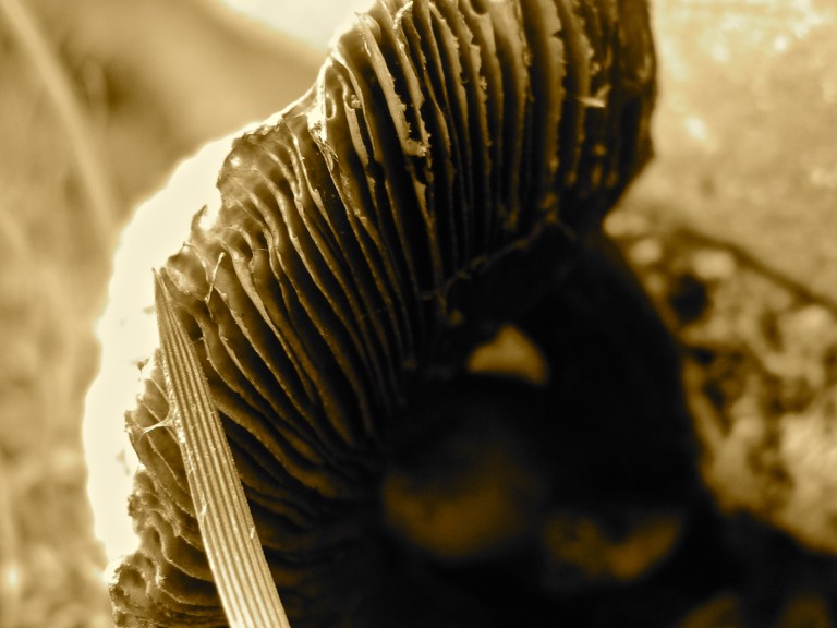 Some Kind of Monster