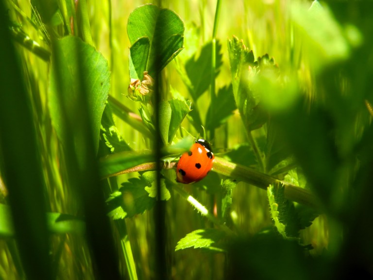 Our First Ladybird