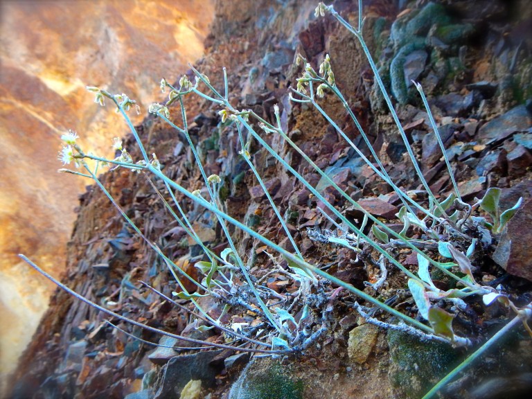 Rock Candy Mountain Spirit