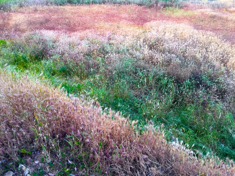 Rainbows in the Weeds