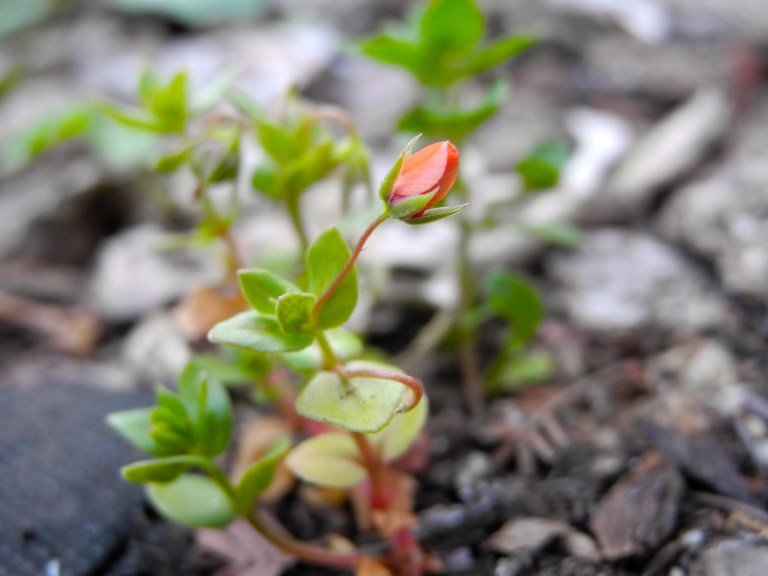 A Rose for the Wee Folk