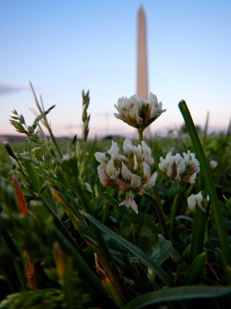 Clover at The Washington Monument